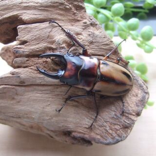 ファブリースノコギリクワガタ　タカクワイ　2♂1♀　その2の画像