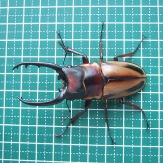 ファブリースノコギリクワガタ　タカクワイ　2♂1♀　その2の画像