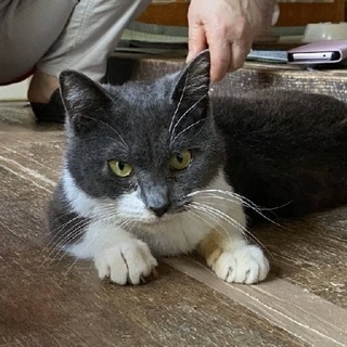 ご縁に恵まれ、里親さん決まりました。