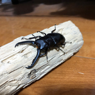 ギラファノコギリクワガタ♂♀スラウェシ島・パロロの画像