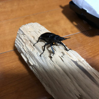 ギラファノコギリクワガタ♂♀スラウェシ島・パロロの画像