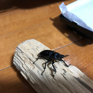 ギラファノコギリクワガタ♂♀スラウェシ島・パロロの画像