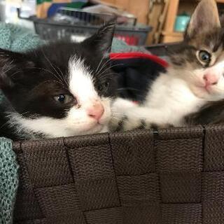 子猫ちゃん二匹の里親さん募集中🐈️
