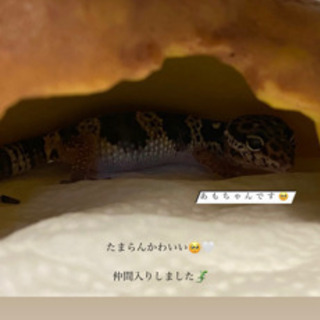 レオパードゲッコー　（ハイイエロー）