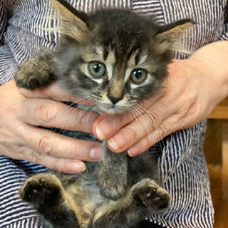 【募集を一時停止します】2ヶ月のふわふわ長毛子猫☆ふわとらくん