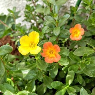 【値下げ／夏に強いお花】ポーチュラカ　45cm鉢ごと　特大株