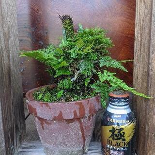 岩ヒバ、山野草、