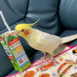 迷子の家に帰るお手伝いお願いします。