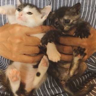 生後9週のメス猫ちゃん