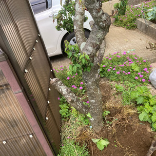 庭木の抜根作業