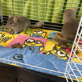チンチラ　販売中