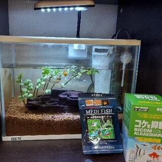 最終値下げ！30cm水槽、お魚、水草、流木、ヒーター、ライトセット。