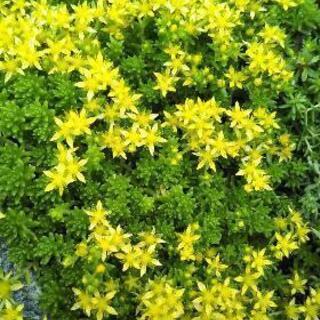 多肉植物　セダム　③の画像