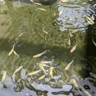 各種改良メダカ　生体販売