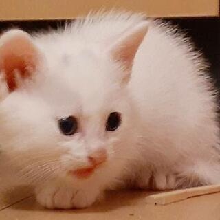里親募集🐱白猫1匹🐱