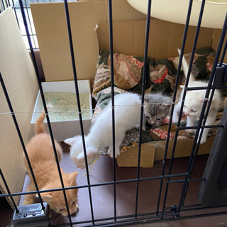 1ヶ月くらいの子猫 3匹 里親募集