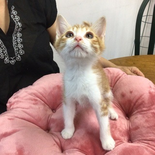 約2ヶ月半の仔猫(茶白♂)の里親さんを募集中です。