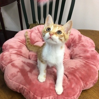 約2ヶ月半の仔猫(茶白②♂)の里親さんを募集中です。