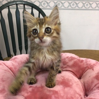 約2ヶ月半の仔猫(キジトラ中毛♀)の里親さんを募集中です。