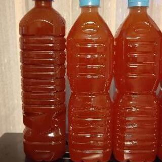 めだか  PSB  960ml   針子 稚魚 
