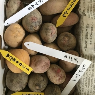 秋植えじゃが芋（種芋）【交渉中】