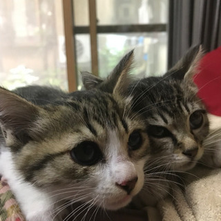子猫2匹里親さん募集お願いします。