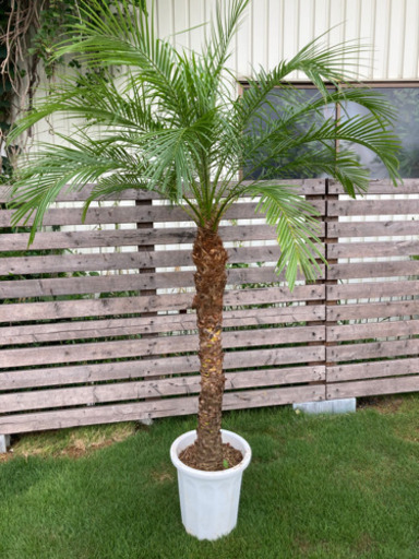 フェニックスロベレニー　中　約180cm