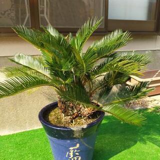 鉢植え 蘇鉄  ソテツ  観葉植物