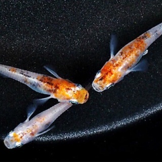 メダカ 紀州三色(非透明鱗) めだか 有精卵20個＋‪α‬ 手渡...
