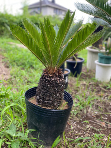 ソテツ　蘇鉄　ポット　ずんぐりむっくり