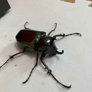 ☆受け渡し終了　コーカサスオオカブト④ ♂単品　新成虫