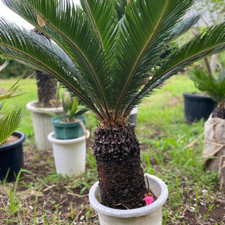 蘇鉄　ソテツ　鉢植え　かわいいサイズ