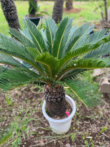 蘇鉄　ソテツ　鉢植え　かわいいサイズ