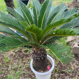 蘇鉄　ソテツ　鉢植え　かわいいサイズの画像