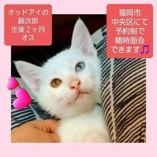 福岡市中央区にて予約制で随時面会できます🎵オッドアイの銀次郎