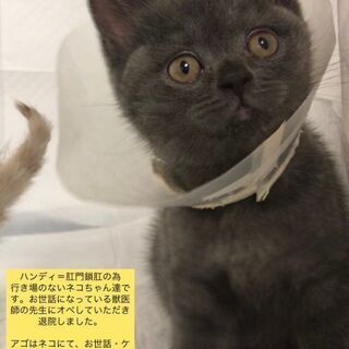 ブリティッシュショートヘア　ブルー　子猫　●●●本文をよくご覧下...