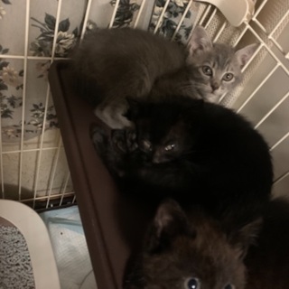 黒猫二匹とグレー一匹の兄弟です