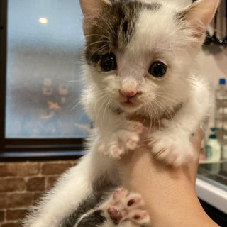 野良猫の子猫、里親さん募集します！