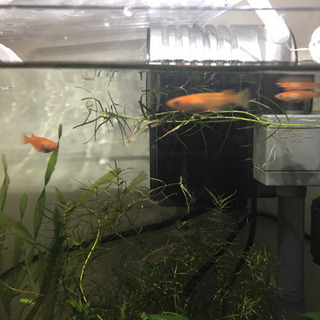 紅帝メダカ(稚魚)③