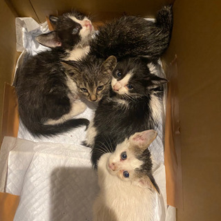 生後1ヶ月半子猫の里親様募集