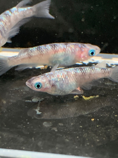 メダカ【極上種親】白ブチラメ幹之サファイア系② 稚魚