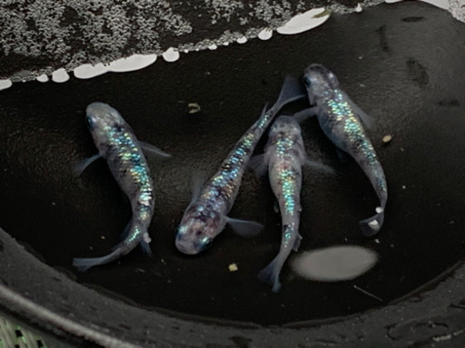 メダカ【極上種親】白ブチラメ幹之サファイア系② 稚魚