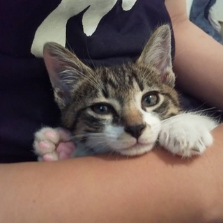 【トライアル中】家族になってくれる方募集します(キジトラ白) − 和歌山県