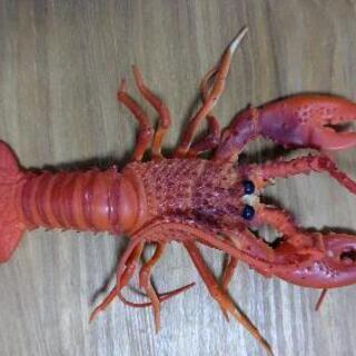 おもちゃ(海老？ザリガニ？ロブスター？)