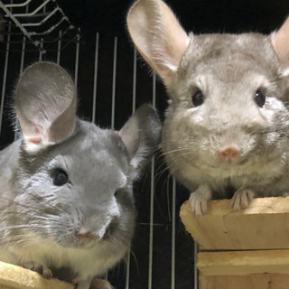 動物好きな人と繋がりたい❗️