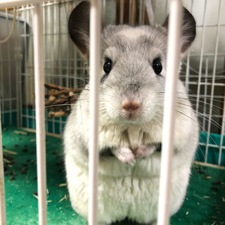 動物好きな人と繋がりたい❗️ - 西東京市