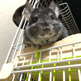 動物好きな人と繋がりたい❗️ - 友達