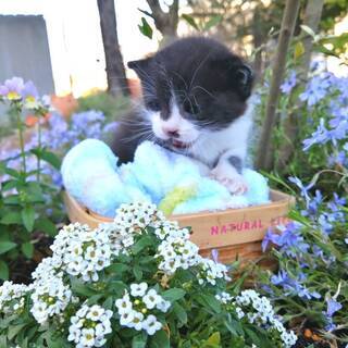 ちび猫づくし！in豊明　★猫の譲渡会～ちーむ にゃいんず 202...
