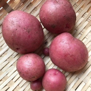 秋植えじゃが芋（種芋）【交渉中】の画像