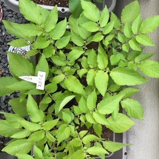 秋植えじゃが芋（種芋）【交渉中】の画像